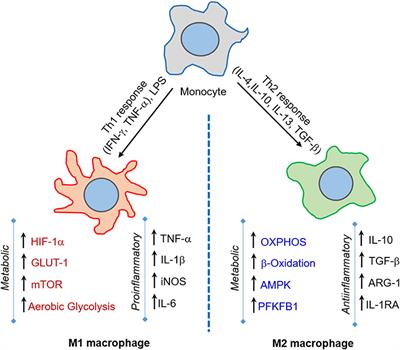 Immunometabolism of Phagocytes During Mycobacterium tuberculosis Infection